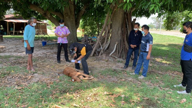 วัวทยอยตาย โรคลัมปีสกรีนยังไร้ทางรักษา