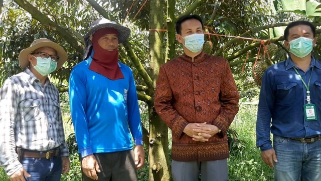 ชวนชิมทุเรียนเสิงสาง หอม หวาน กลิ่นไม่ฉุน ของดีเมืองโคราช