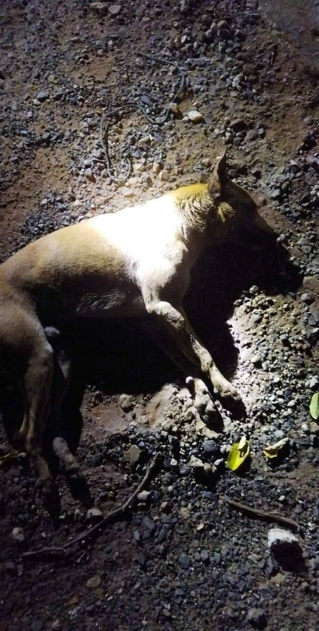 สุนัขแมวโดนวางยาเบื่อ ตายยกซอย