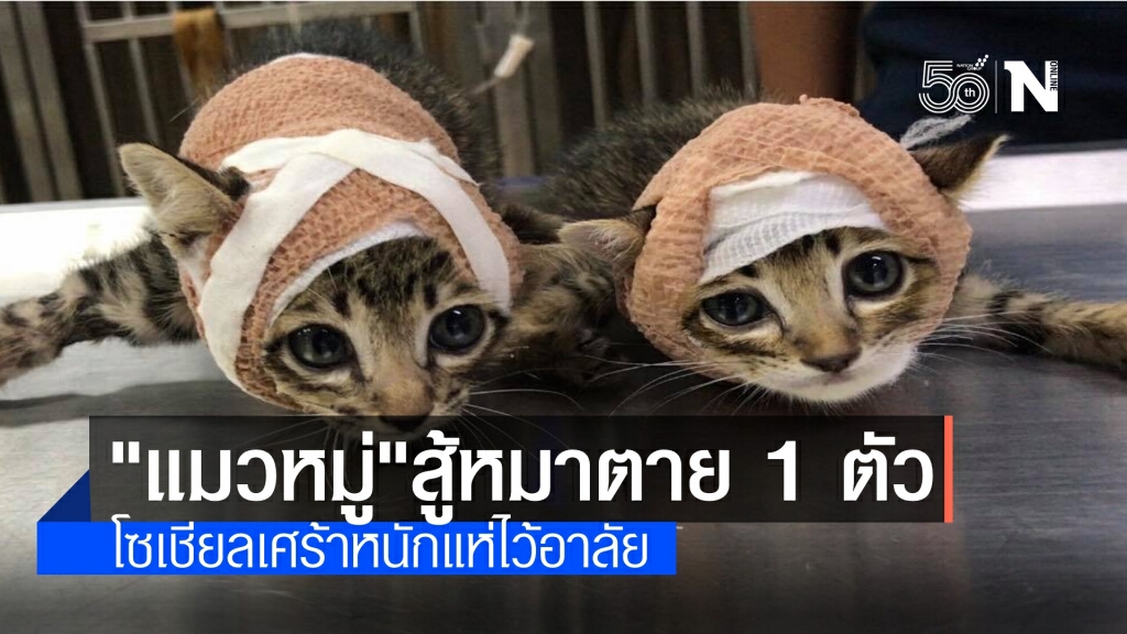 โซเชียลแห่อาลัย "น้องจากัวร์" แมวหมู่สู้หมาตายแล้ว 1 ตัว