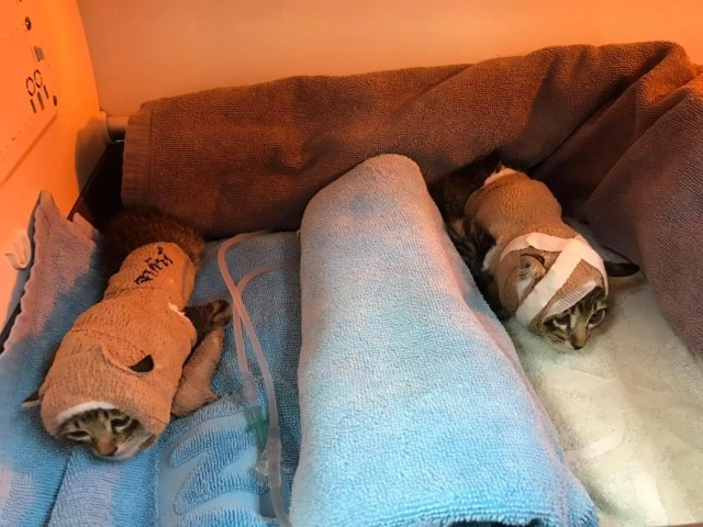 โซเชียลแห่อาลัย "น้องจากัวร์" แมวหมู่สู้หมาตายแล้ว 1 ตัว