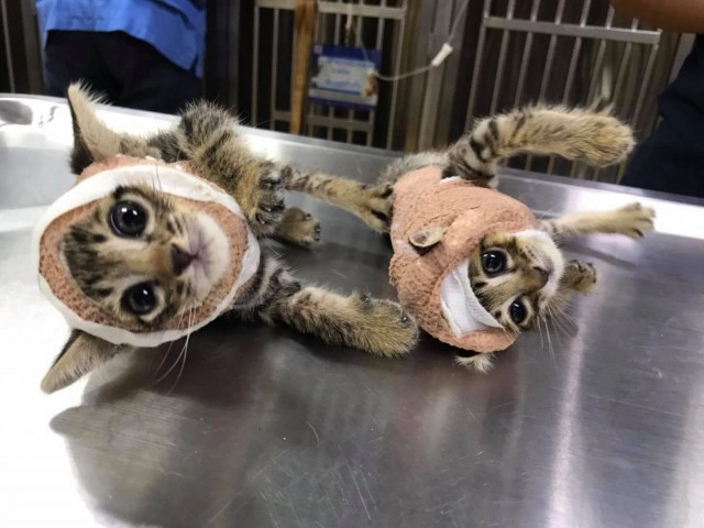 โซเชียลแห่อาลัย "น้องจากัวร์" แมวหมู่สู้หมาตายแล้ว 1 ตัว