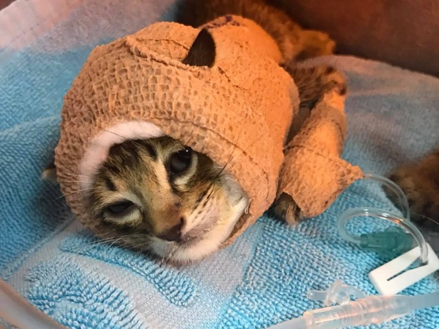 โซเชียลแห่อาลัย "น้องจากัวร์" แมวหมู่สู้หมาตายแล้ว 1 ตัว