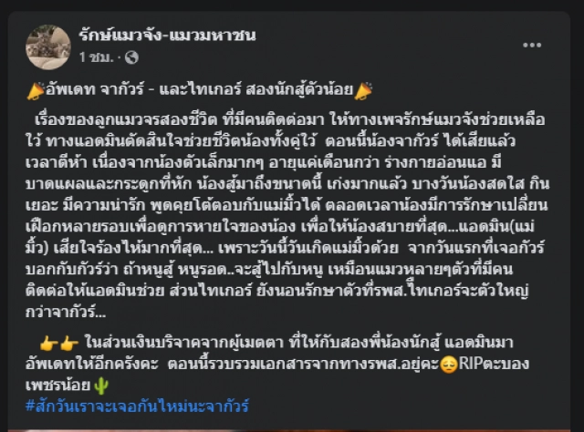 โซเชียลแห่อาลัย "น้องจากัวร์" แมวหมู่สู้หมาตายแล้ว 1 ตัว
