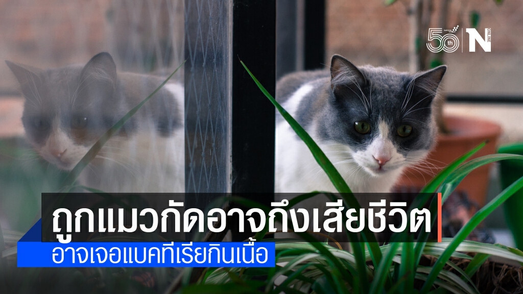 แพทย์ผิวหนังเตือนแผลแมวกัดอาจถึงตายจากแบคทีเรียกินเนื้อคน