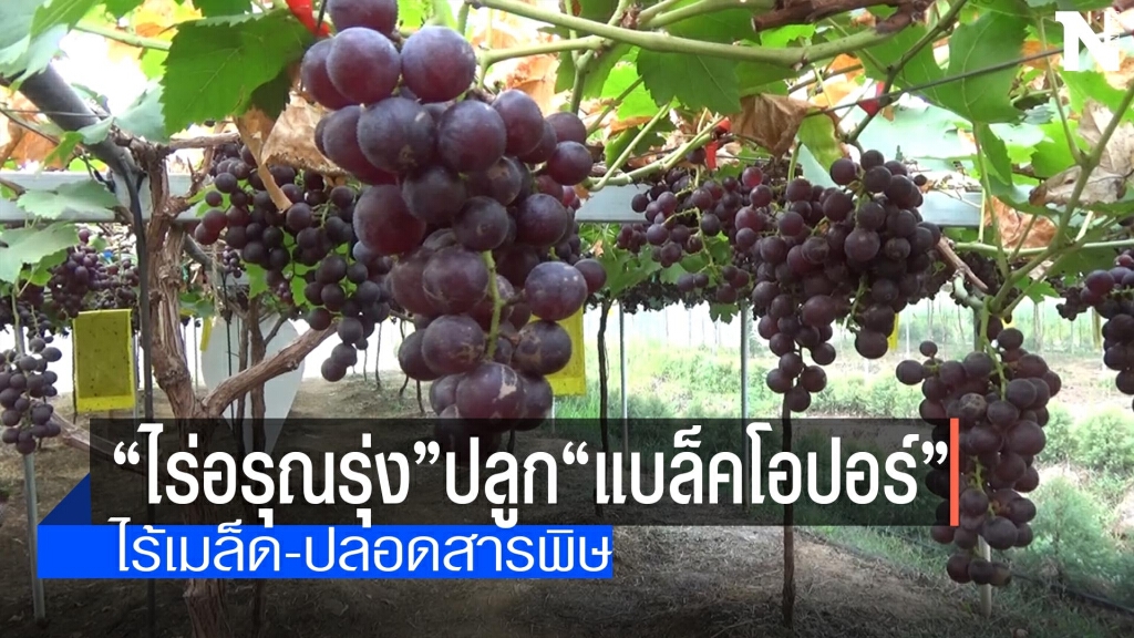 ปลูก"แบล็คโอปอร์"ไร้เมล็ด-ปลอดสารพิษ