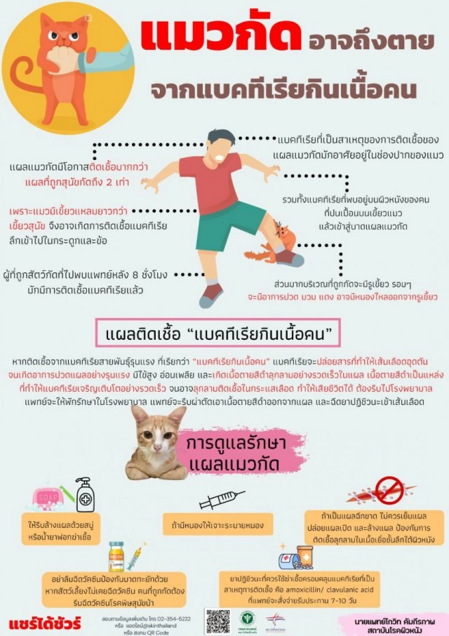 แพทย์ผิวหนังเตือนแผลแมวกัดอาจถึงตายจากแบคทีเรียกินเนื้อคน
