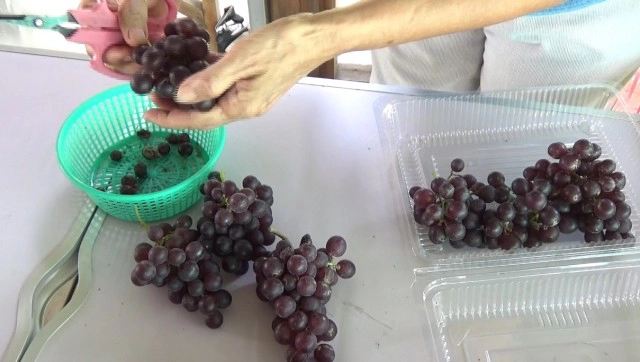 ปลูก"แบล็คโอปอร์"ไร้เมล็ด-ปลอดสารพิษ