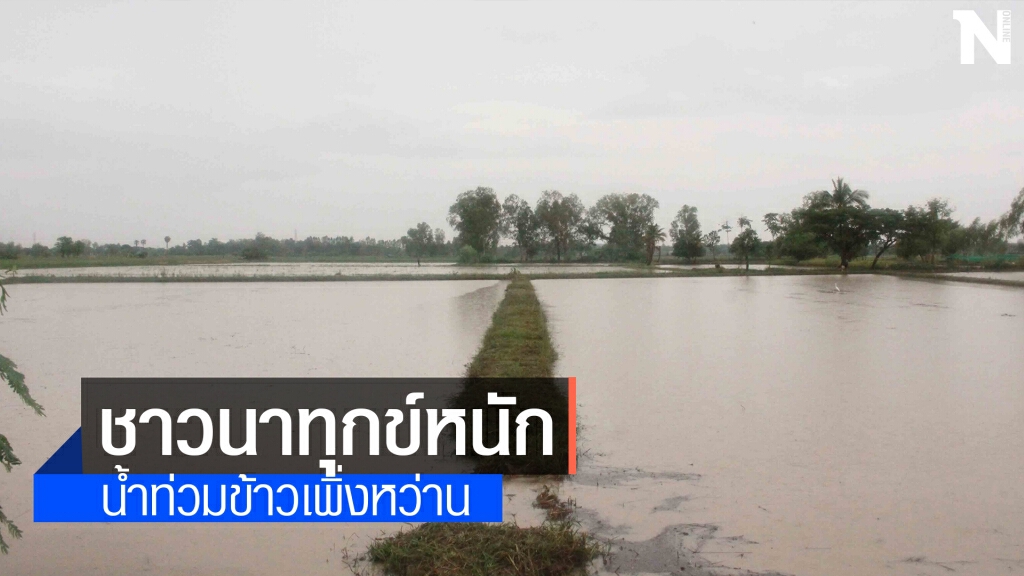 ฝนตกสะสมท่วมถนน-นาข้าว ชาวนาช้ำ ฝนตกสะสมท่วมถนน-นาข้าว ชาวนาช้ำ