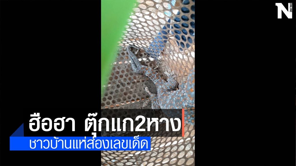ฮือฮาตุ๊กแก2หาง! ชาวบ้านจับได้จากศาลเจ้าที่กลางป่า ฮือฮาตุ๊กแก2หาง! ชาวบ้านจับได้จากศาลเจ้าที่กลางป่า