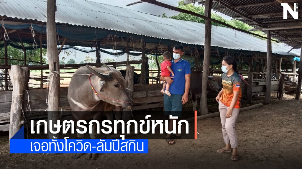 เกษตรกรทุกข์2เด้งเจอโควิดระบาด-ลัมปีสกิน เกษตรกรทุกข์2เด้งเจอโควิดระบาด-ลัมปีสกิน