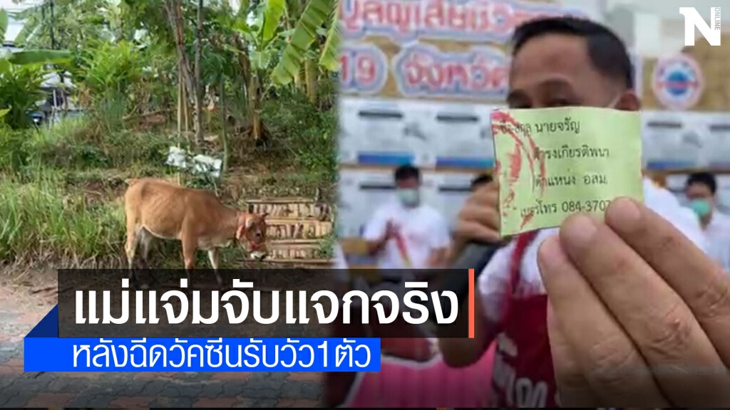 อสม.โชคดีฉีควัคซีนจับฉลากได้"วัวตัวแรก" อสม.โชคดีฉีควัคซีนจับฉลากได้"วัวตัวแรก"