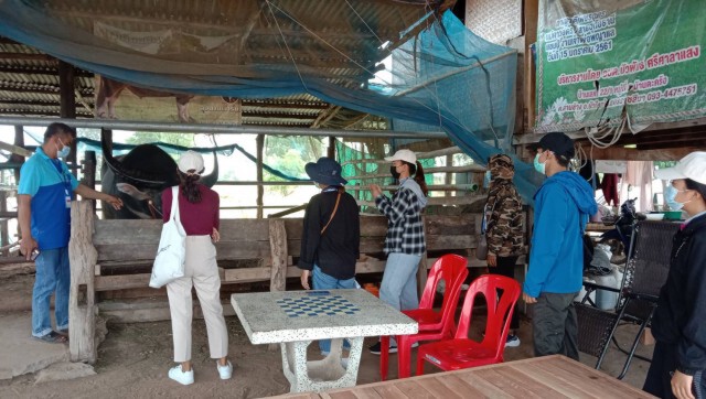 เกษตรกรทุกข์2เด้งเจอโควิดระบาด-ลัมปีสกิน