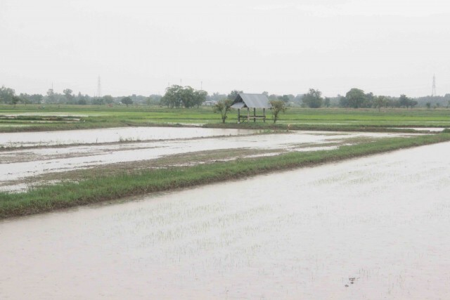 ฝนตกสะสมท่วมถนน-นาข้าว ชาวนาช้ำ