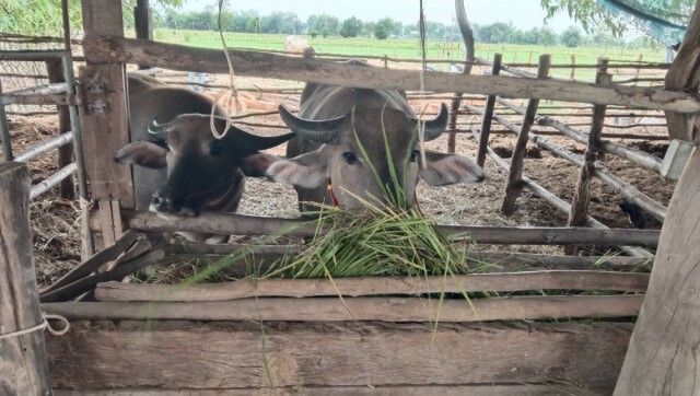 เกษตรกรทุกข์2เด้งเจอโควิดระบาด-ลัมปีสกิน