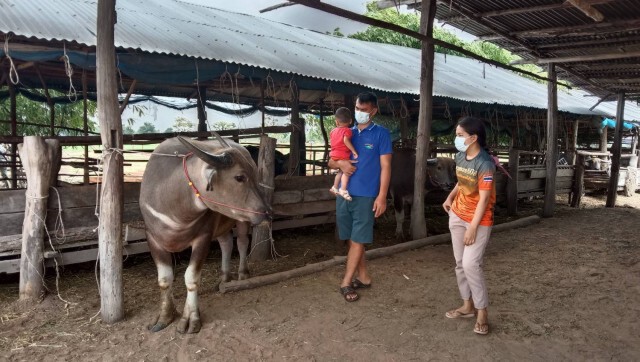 เกษตรกรทุกข์2เด้งเจอโควิดระบาด-ลัมปีสกิน