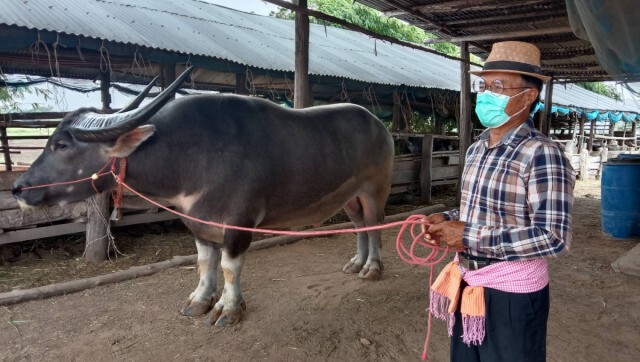 เกษตรกรทุกข์2เด้งเจอโควิดระบาด-ลัมปีสกิน