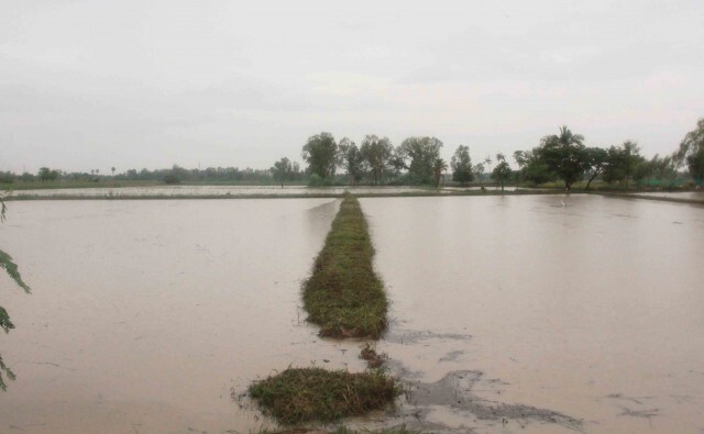 ฝนตกสะสมท่วมถนน-นาข้าว ชาวนาช้ำ