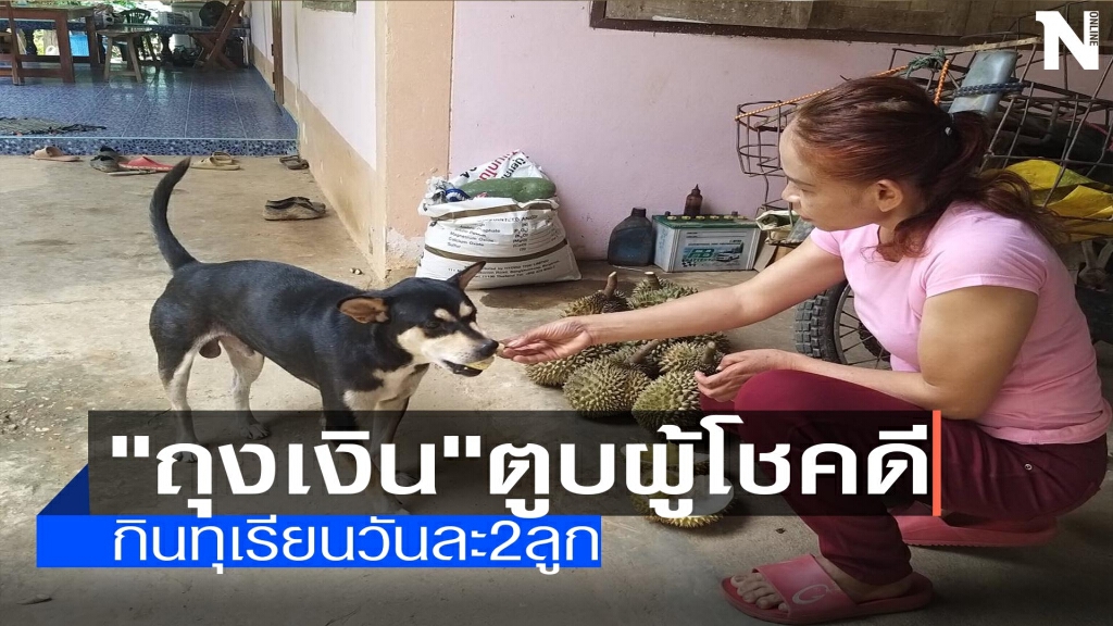 "ถุงเงิน"โชคดี-เจ้าของให้กินทุเรียนวันละ2ลูก "ถุงเงิน"โชคดี-เจ้าของให้กินทุเรียนวันละ2ลูก