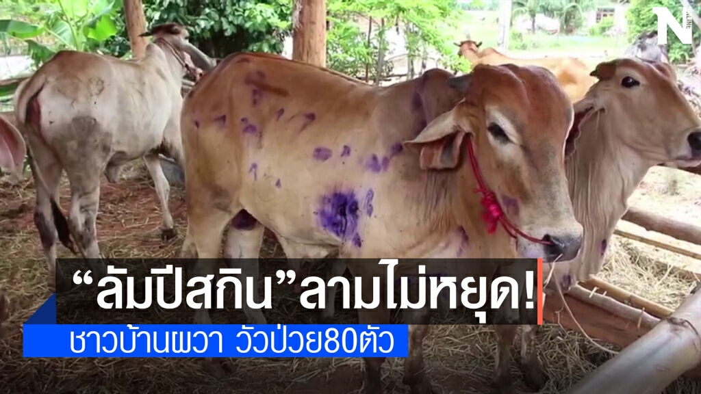 ลัมปีสกินยังระบาดหนัก เกษตรกรวอนรัฐช่วยเหลือด่วน ลัมปีสกินยังระบาดหนัก เกษตรกรวอนรัฐช่วยเหลือด่วน