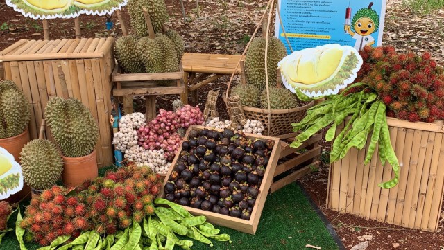 เปิดสวนทุเรียนดินภูเขาไฟ ต้อนรับพิเศษผู้ฉีดวัคซีนครบ 2 เข็ม