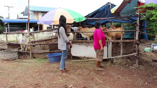 ลัมปีสกินยังระบาดหนัก เกษตรกรวอนรัฐช่วยเหลือด่วน