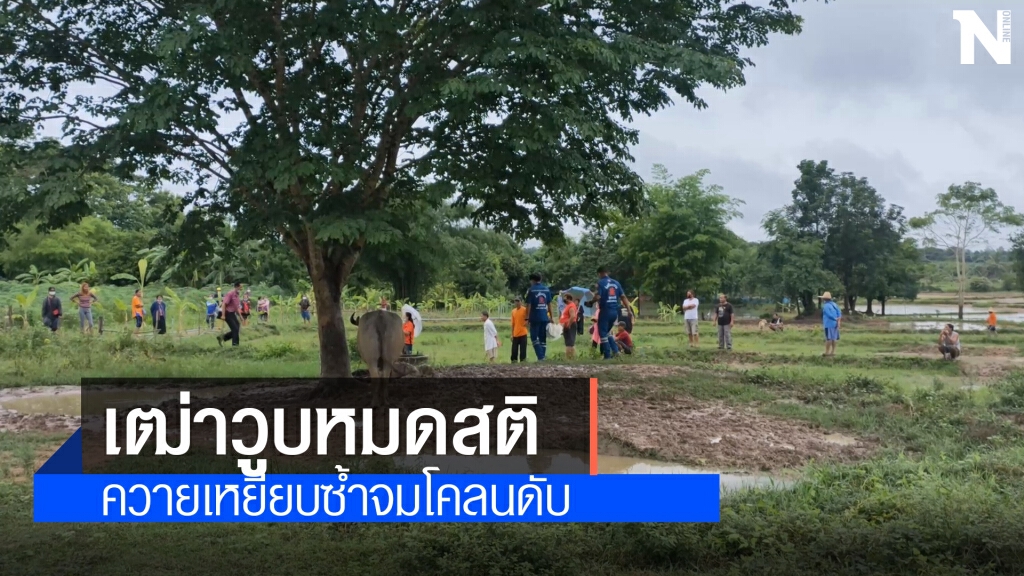 พ่อเฒ่าวูบล้ม โดนควายเดินวนเหยียบซ้ำจมโคลนดับ