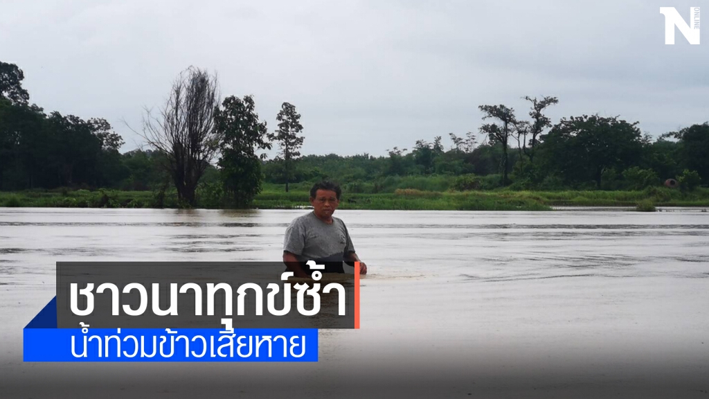ฝนตกต่อเนื่องน้ำป่าเขาภูพานลำพะยังเอ่อท่วมนาข้าวเกษตรกร
