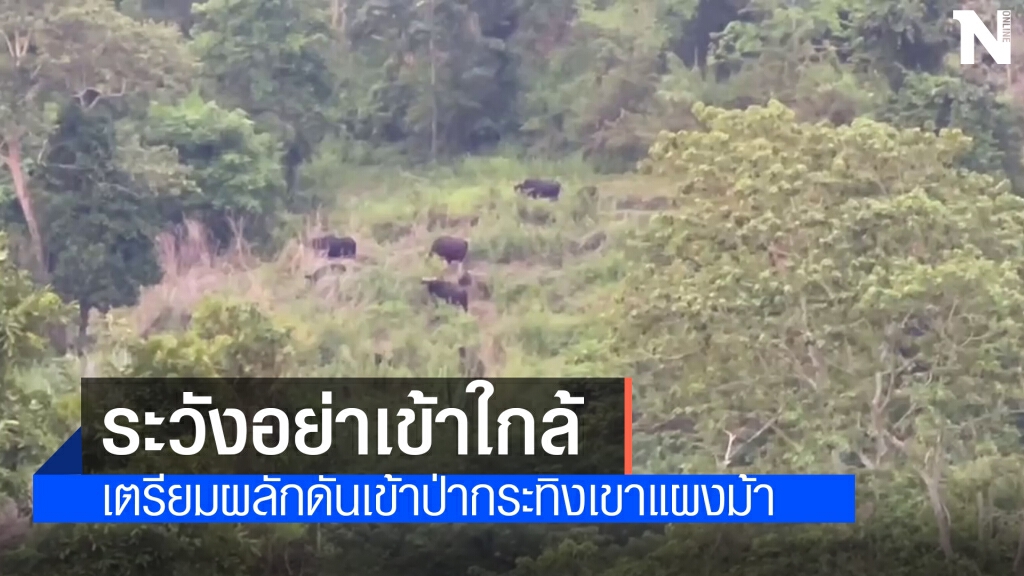 ตะลึงฝูงกระทิงออกหากินใกล้ อบต.วังน้ำเขียว ตะลึงฝูงกระทิงออกหากินใกล้ อบต.วังน้ำเขียว