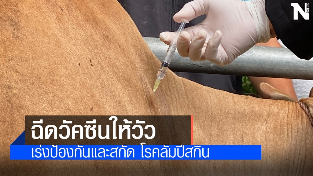 อธิบดีปศุสัตว์ประเดิมฉีดวัคซีนลัมปีสกินที่ขอนแก่น