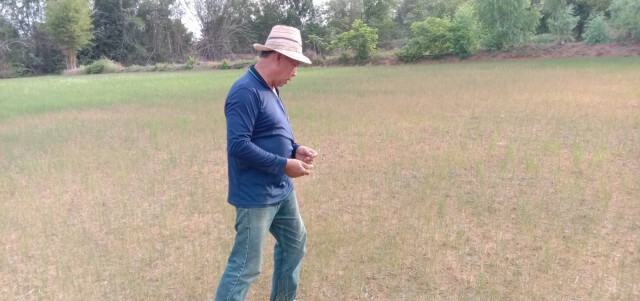 เกษตรจังหวัด แนะเกษตรกรอย่าทำนาก่อนฤดูกาลเสี่ยงขาดน้ำ