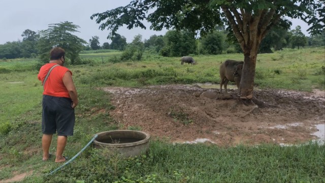 พ่อเฒ่าวูบล้ม โดนควายเดินวนเหยียบซ้ำจมโคลนดับ