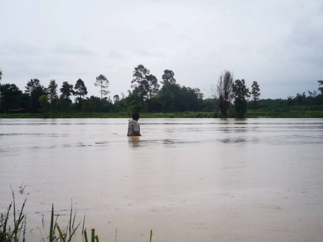 ฝนตกต่อเนื่องน้ำป่าเขาภูพานลำพะยังเอ่อท่วมนาข้าวเกษตรกร