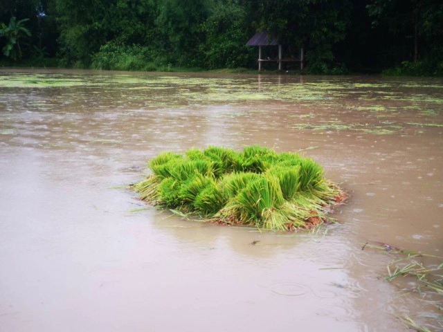 ฝนตกต่อเนื่องน้ำป่าเขาภูพานลำพะยังเอ่อท่วมนาข้าวเกษตรกร