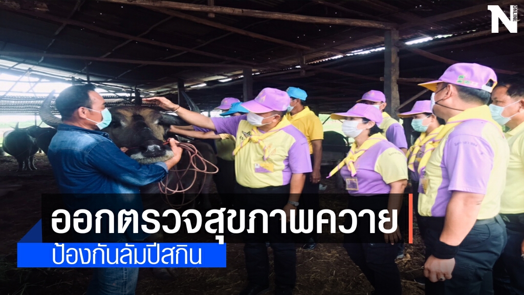 ออกตรวจสุขภาพควายไทยควบคุมโรคลิมปี สกิน
