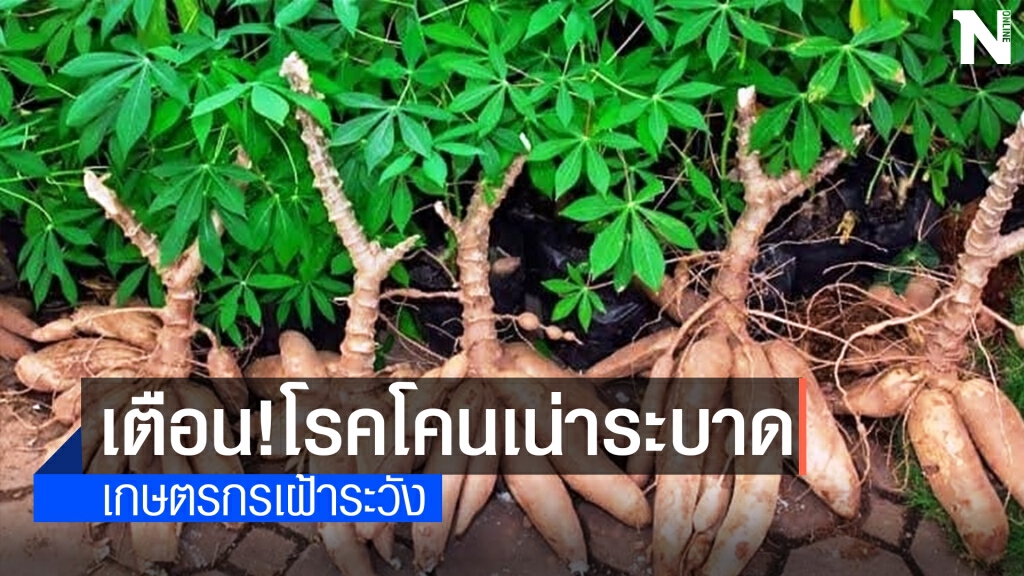 เกษตรจังหวัดเตือนเฝ้าระวังโรคโคนเน่า-หัวเน่ามันสำปะหลัง