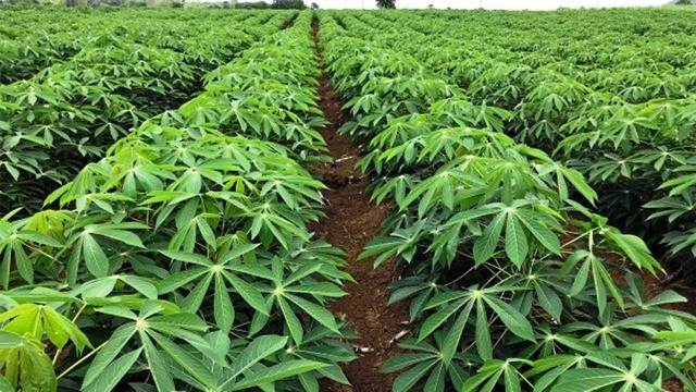 เกษตรจังหวัดเตือนเฝ้าระวังโรคโคนเน่า-หัวเน่ามันสำปะหลัง