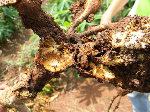 เกษตรจังหวัดเตือนเฝ้าระวังโรคโคนเน่า-หัวเน่ามันสำปะหลัง