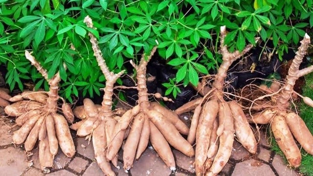 เกษตรจังหวัดเตือนเฝ้าระวังโรคโคนเน่า-หัวเน่ามันสำปะหลัง