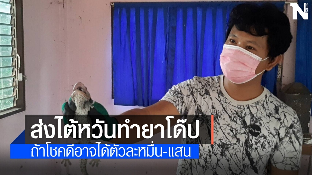 หนุ่มโคราชยึดอาชีพนักล่าตุ๊กแก จับส่งขายไต้หวันทำเป็นยาโด๊ป