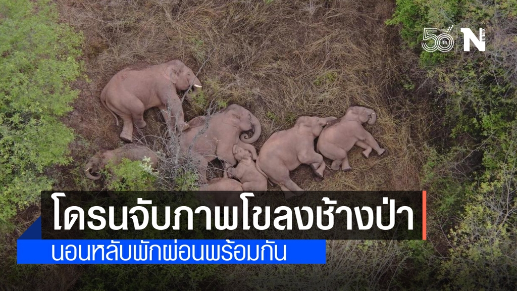 โขลงช้างป่านอนหลับพักผ่อน หลังเดินหลงทางในจีน 500 กม.