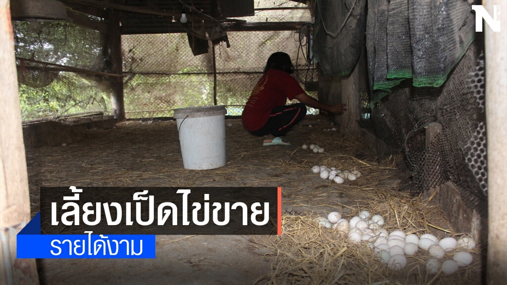 พิษโควิด หันมาทำเกษตรเลี้ยงเป็ดไข่ขายได้หลักพันทุกวัน