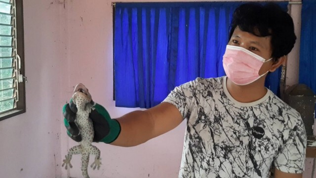หนุ่มโคราชยึดอาชีพนักล่าตุ๊กแก จับส่งขายไต้หวันทำเป็นยาโด๊ป