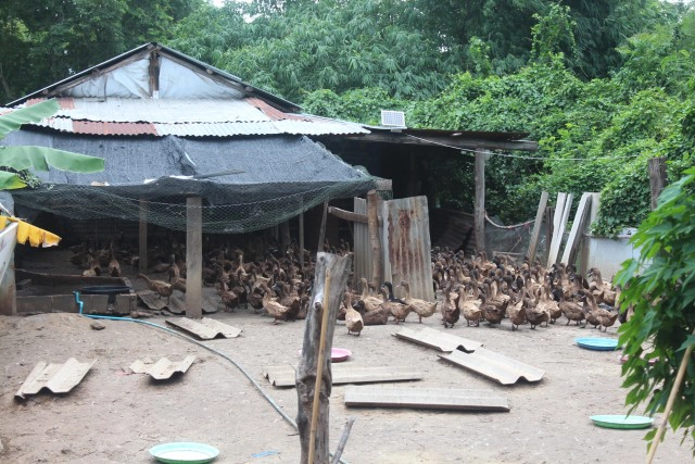 พิษโควิด หันมาทำเกษตรเลี้ยงเป็ดไข่ขายได้หลักพันทุกวัน