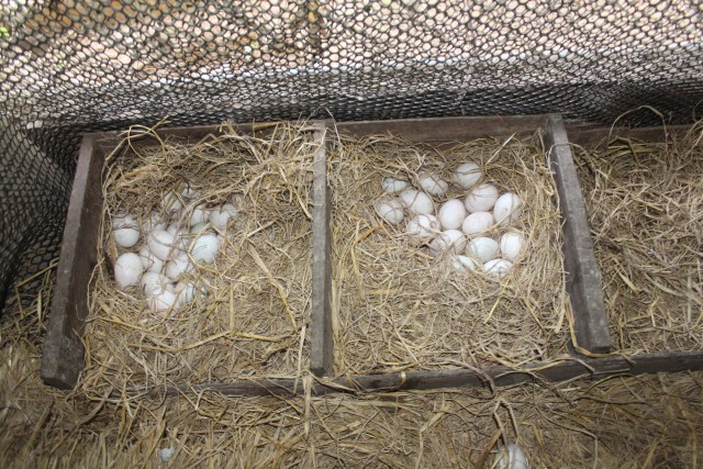 พิษโควิด หันมาทำเกษตรเลี้ยงเป็ดไข่ขายได้หลักพันทุกวัน