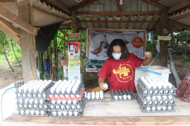 พิษโควิด หันมาทำเกษตรเลี้ยงเป็ดไข่ขายได้หลักพันทุกวัน