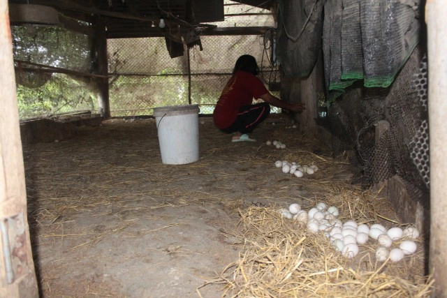 พิษโควิด หันมาทำเกษตรเลี้ยงเป็ดไข่ขายได้หลักพันทุกวัน