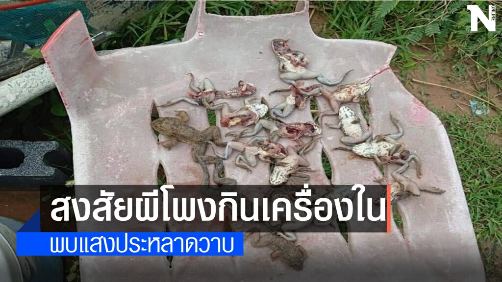 พบกบตายปริศนา กระดูกแตกหัก-เครื่องในหายชวนสงสัย