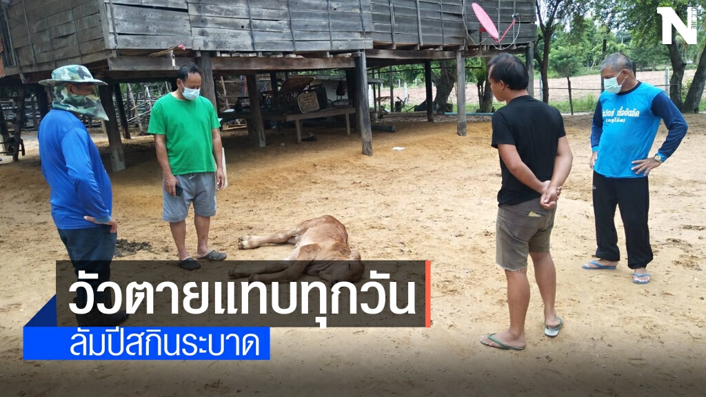 โคราชลัมปีสกินยังระบาด วัวตายแทบทุกวัน โคราชลัมปีสกินยังระบาด วัวตายแทบทุกวัน
