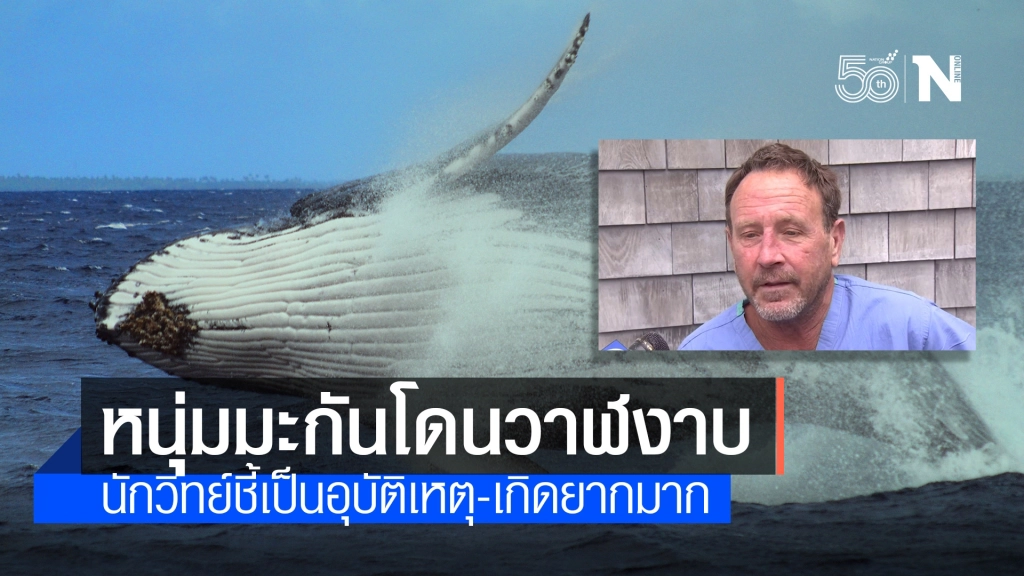 หนุ่มเล่านาทีระทึก ถูกวาฬงาบเข้าปากก่อนถูกคายทิ้งออกมา